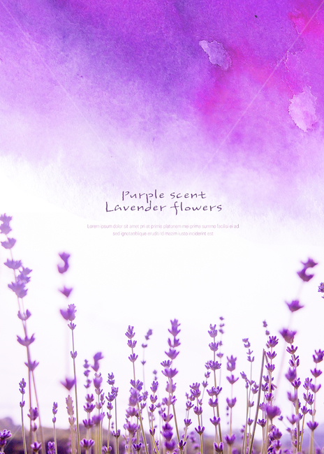 풍경,경치,여름,꽃,라벤더,보라,식물,자연,plants,nature,꽃,flower,그래픽,일러스트레이션,graphic,illustration