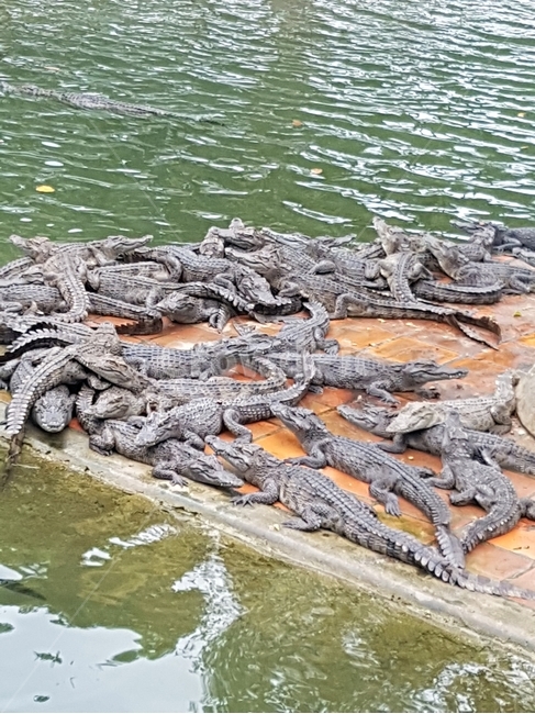 악어,악어농장,동장,양식장,동물