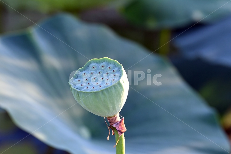 연못,수련,식물,자연,여름,정원,푸르른,물,수경식물,연못가,연못정원,plants,nature,연,연꽃,힐링,flower,감성,연잎,식물,자연,plants,nature