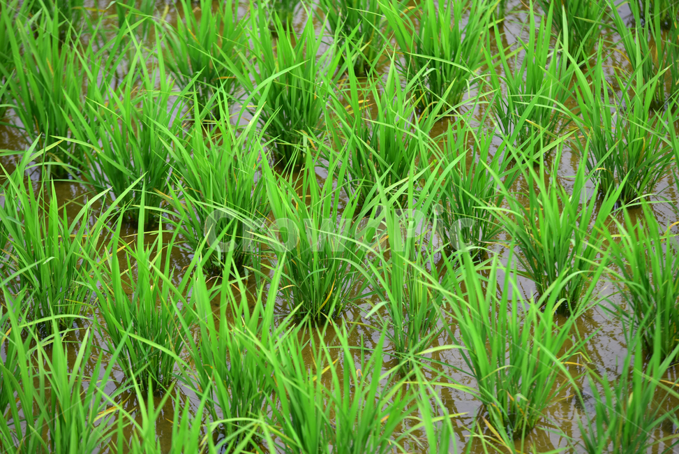 벼,벼농사,논,논농사,농사,농촌,시골,초록,녹색,village,rice,ricefield,farming,산업,industry,industrial,농업,농사,agriculture,farming,farming industry