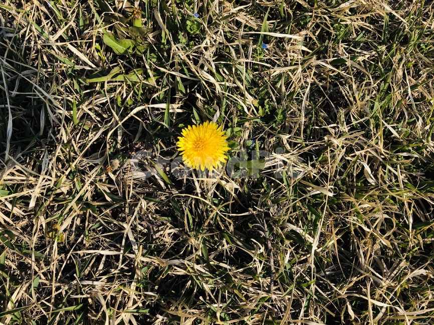 꽃,노란꽃,초봄,혼자핀꽃,노랑꽃,식물,자연,plants,nature,꽃,flower