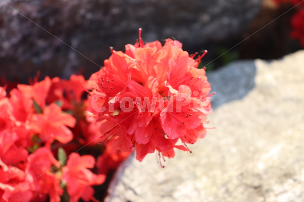 geranium,blossom,plant,식물,꽃,철쭉,빨간꽃