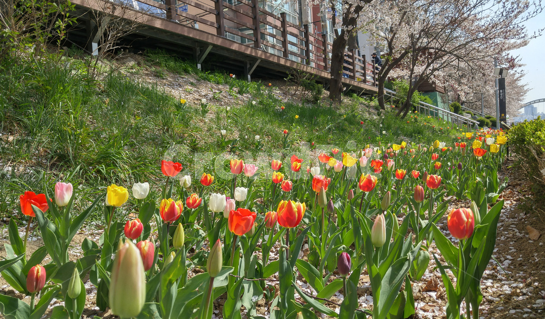 튤립,봄,tulip,플라워,꽃