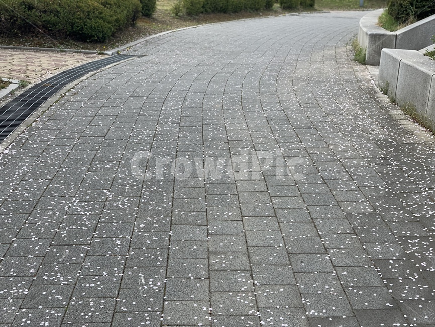 벚꽃,벚꽃잎,봄,walkway,보도,path,통로,sidewalk,흩날리는,꽃가루,꽃비,만개,꽃잎,꽃구경,spring,바닥,4월,벚꽃엔딩,식물,plant,flower,꽃