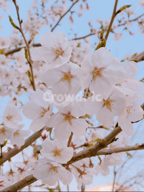 벚꽃,꽃,자연,cherryblossom,flower,꽃송이,벚나무,봄,계절,spring,season,plant,식물,blossom