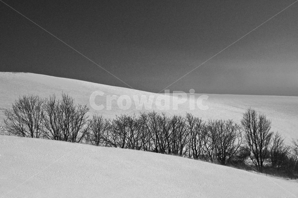 풍경,눈,자연,흑백,나무,landscape,겨울,계절,winter,season,자연,풍경,nature,landscape,흑백,모노톤,monochrome,black and white,tree,plant,식물,outdoors,옥외,fir,전나무