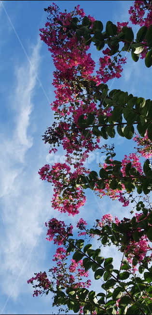 나무,꽃,하늘,구름,flower,tree,plant,식물,sky,cloud,식물,자연,plants,nature,꽃,flower