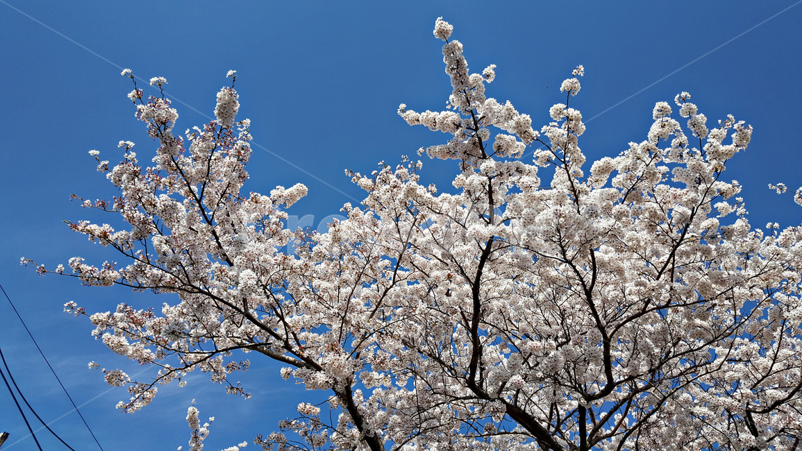 벚꽃,꽃,flower,식물,blossom,plant
