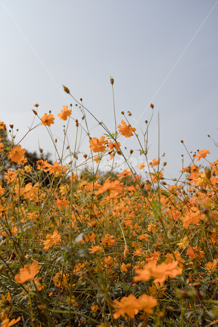 코스모스,황화코스모스,주황색,꽃,자연,풍경,가을,계절,fall,autumn,season,식물,자연,plants,nature,꽃,flower,field,들,grassland,목초지,outdoors,옥외