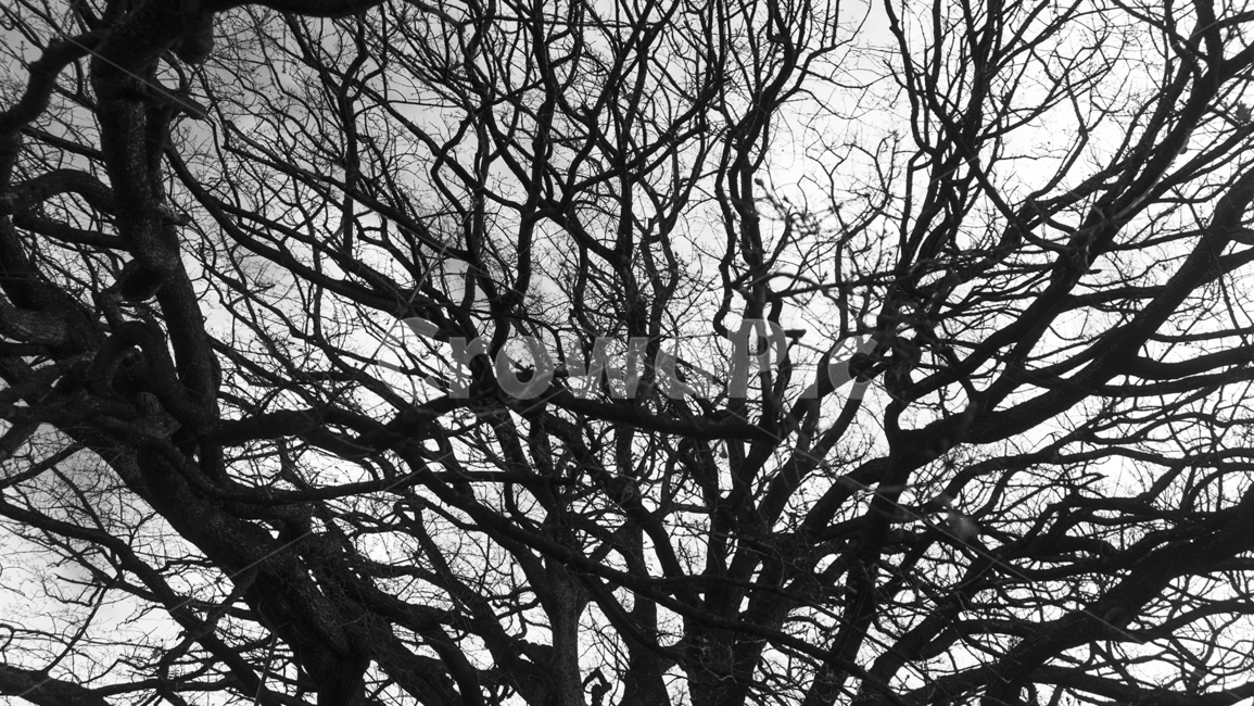 tree,나무,plant,식물,treetrunk,나무줄기,자연,흑백,black
