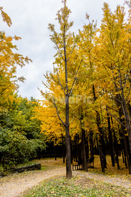 은행,은행나무,은행나무숲,은행잎,은행숲,가을,계절,fall,autumn,season,자연,풍경,nature,landscape,식물,plants,나무,trees,wood,tree,plant,maple,단풍