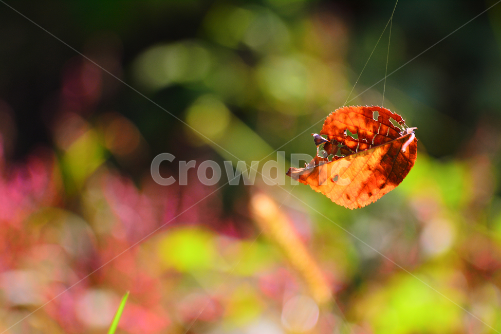 가을,낙엽,보케,거미줄,가을서정,가을분위기,가을느낌,fall,autumn,leave,bokeh,빛망울,나뭇잎,걸리다,마지막잎새,가을감성,감성,분위기,느낌,필,feeling,sensible,emotion,계절,시즌,야외,가을,계절,fall,autumn,season,plant,식물,leaf,잎