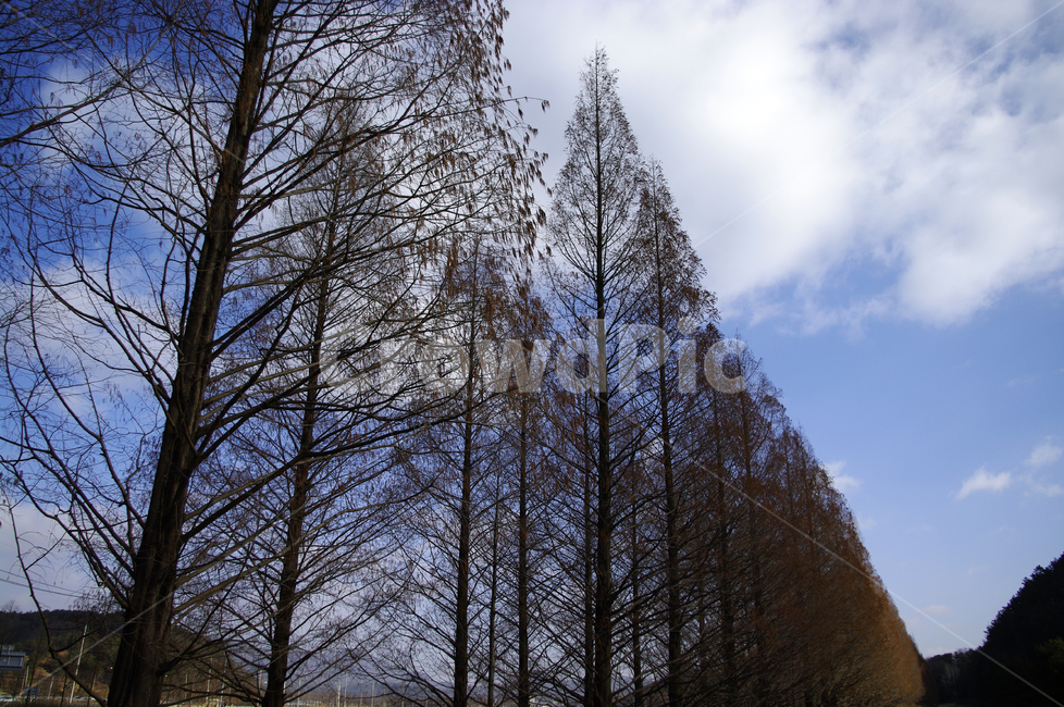 메타세콰이어,나무,가로수,겨울,하늘,식물,자연,plants,nature,나무,trees,wood