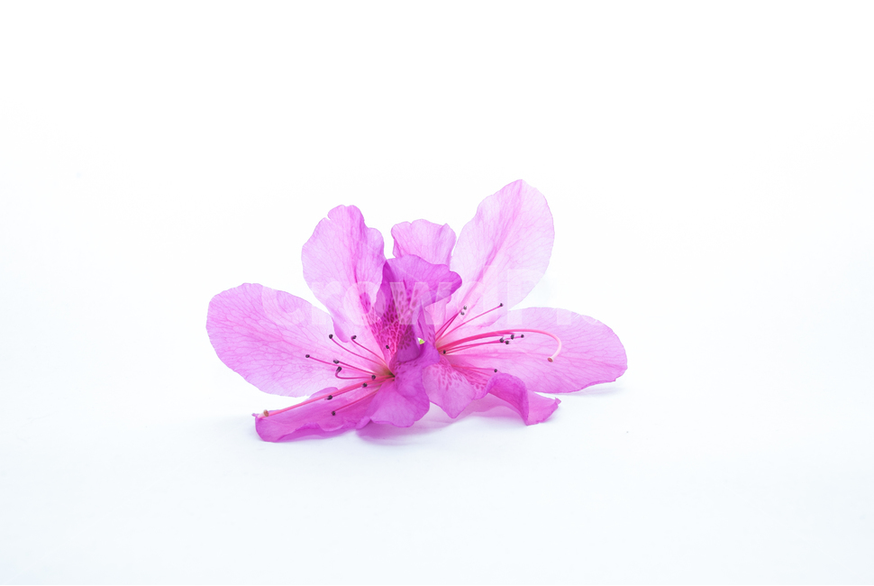 산철쭉,철쭉,누끼,배경,봄,꽃,생화,식물,조경,핑크,분홍,spring,season,flowe,자연,향기,아름다운,화사한,봄꽃,꽃잎,스튜디오,봄,계절,spring,season,식물,자연,plants,nature,꽃,flower,누끼,remove background,blossom,geranium,제라늄,plant,petal