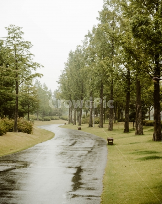 순천만,순천만국가정원,자연,비오는날,빗속,자연,풍경,nature,landscape,식물,plants,나무,trees,wood,path,통로,plant,tree