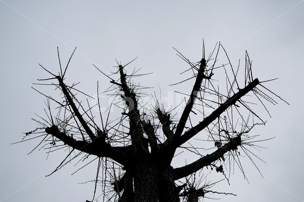 고목,실루엣,나무,tree,하늘,하늘배경,겨울,가지,자연,느티나무,식물,마른잎,숲,분위기,감성,겨울나무,쓸쓸함,외로움,고요,나뭇가지,계절,풍경