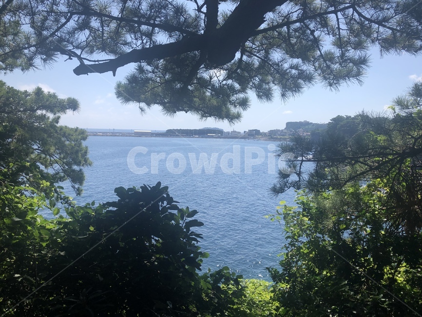 제주도,풍경,바다,행복,나무