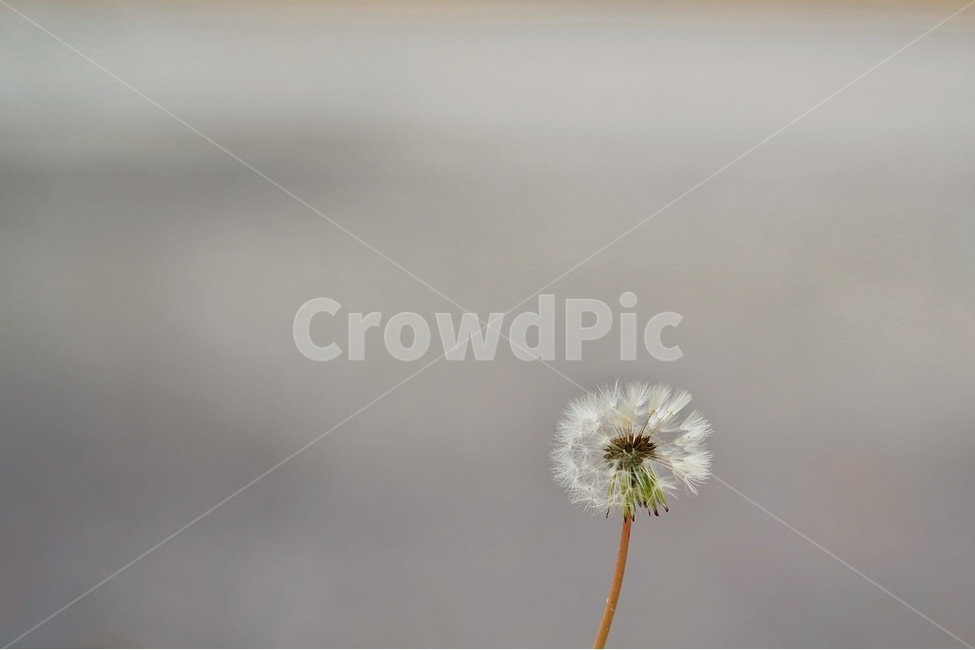 꽃,보케,봄,아웃포커싱,향기,봄,계절,spring,season,식물,자연,plants,nature,꽃,flower,감성,sensible,feeling,plant,blossom