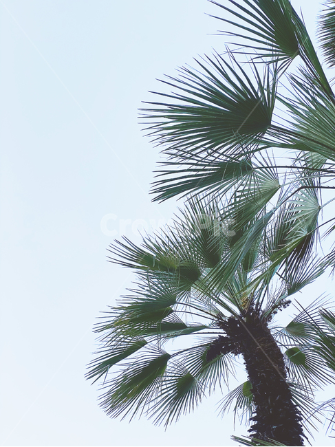 야자수, plant, 식물, tree, palmtree, 사진,이미지,일러스트,캘리그라피 - ghpics작가