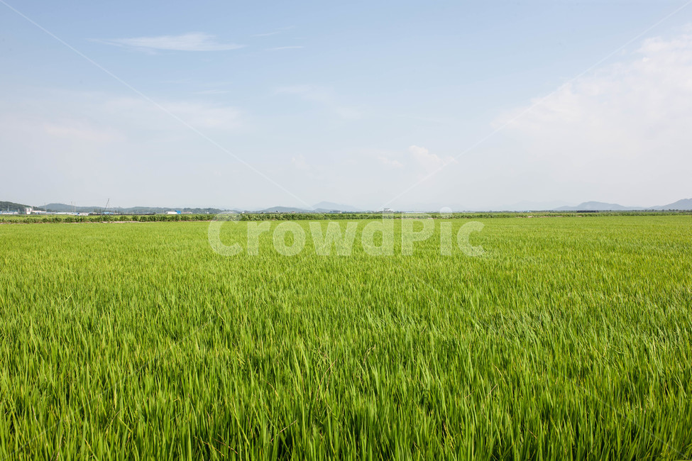 하늘,들,곡식,풍경,landscape,자연,풍경,nature,landscape,field,grassland,목초지,outdoors,옥외