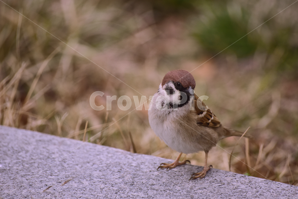 참새,새,조류,종물,애니멀,bird,animal,야외,옥외,아웃도어,백그라운드,배경,앉다,텃새,토종,한마리,동물,animal,조류,새,birds