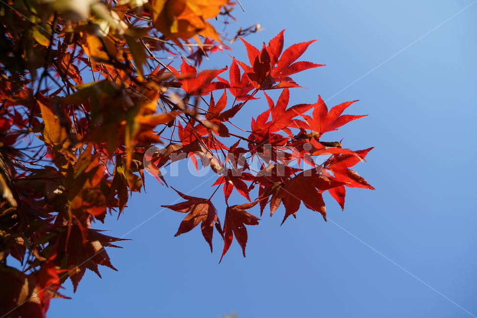 단풍,가을단풍,가을,엽록소,mapie,leaf,잎,plant,식물,tree,나무