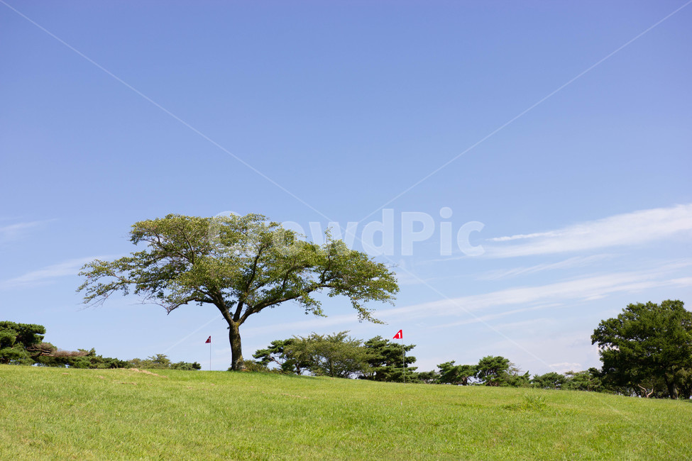 plant,식물,grass,잔디,tree,나무,나무,trees,wood