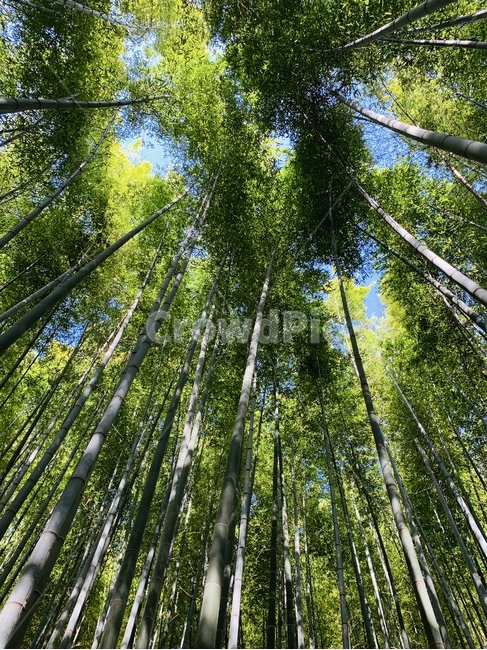 plant,식물,bamboo,대나무,풍경,자연,landscape,nature,대숲,대나무숲,감성사진,feeling,색깔,색상,색감,color,초록