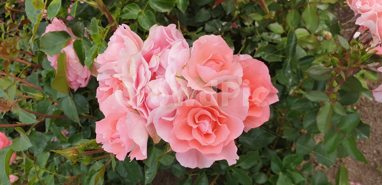 꽃,장미,분홍,rose,flower