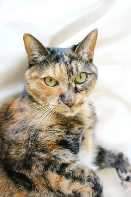 감성사진,고양이,반려동물,동물,감성,cat,반려묘,성묘,냥,animals,동물,animal,포유류,mammal,고양이,cat,kitten,kitty