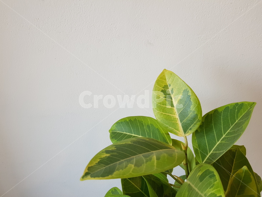 식물,초록,잎,벽,흰색,식물,자연,plants,nature