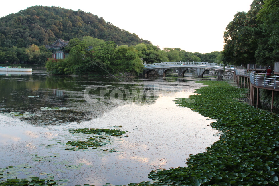 성당못,연못,풍경,자연,환경
