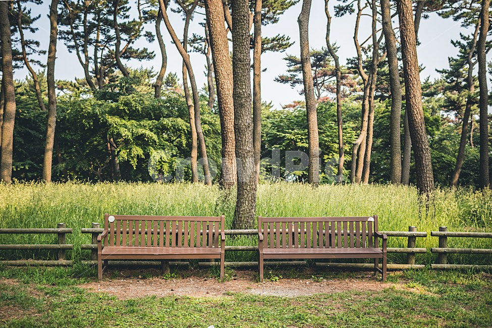 소나무,벤치,의자,공원,산책,오솔길,trail,pinetree,bench,park,햇살,sunshine,자연,nature,식물,자연,plants,nature,나무,trees,wood,휴식,힐링,rest,relaxation,healing