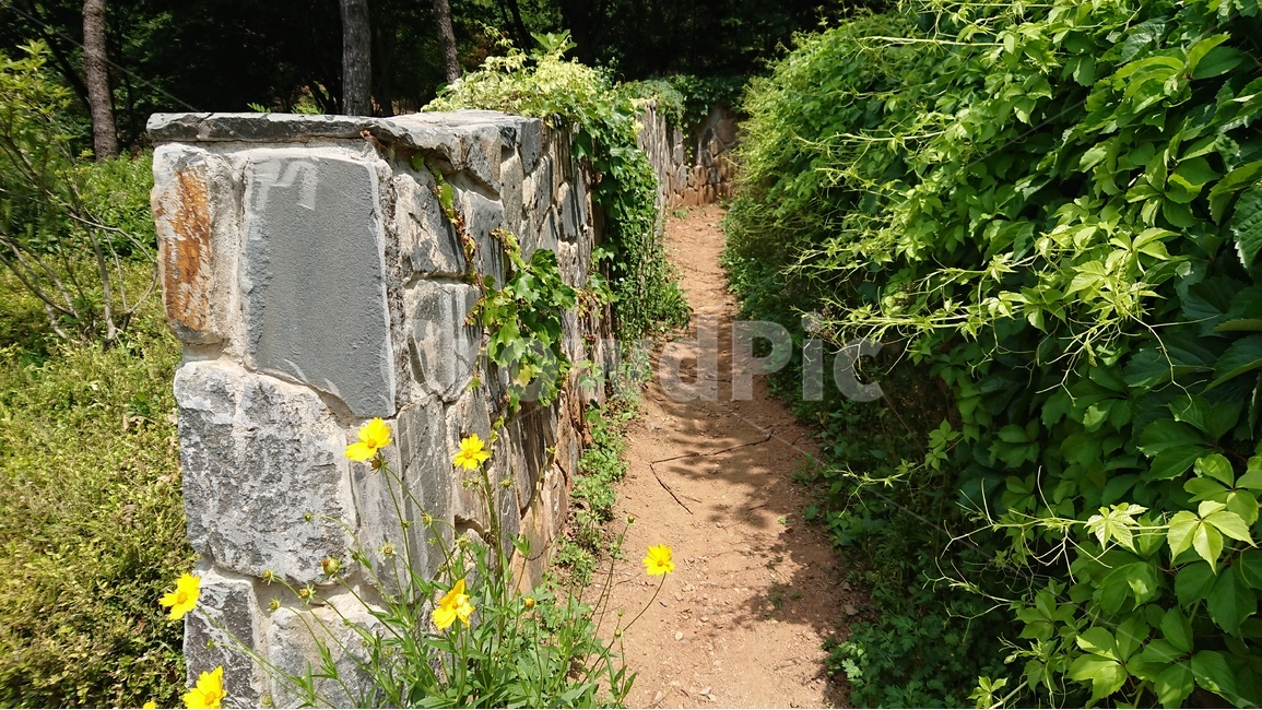시골길,돌담길,돌담,오솔길,숲속,자연,여름날,여름,자연,풍경,nature,landscape,outdoors,옥외,garden,정원