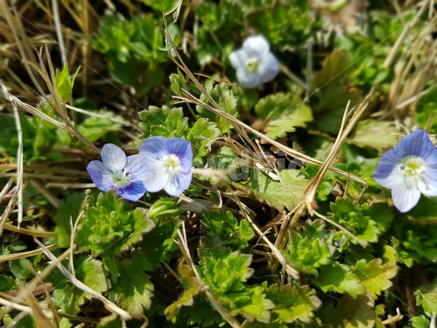 blossom,제라늄,geranium,꽃,식물,plant