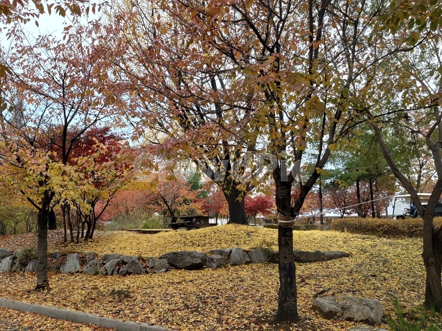 풍경,나무,tree,piant,식물,나무줄기,treetrunk,숲,공원,park