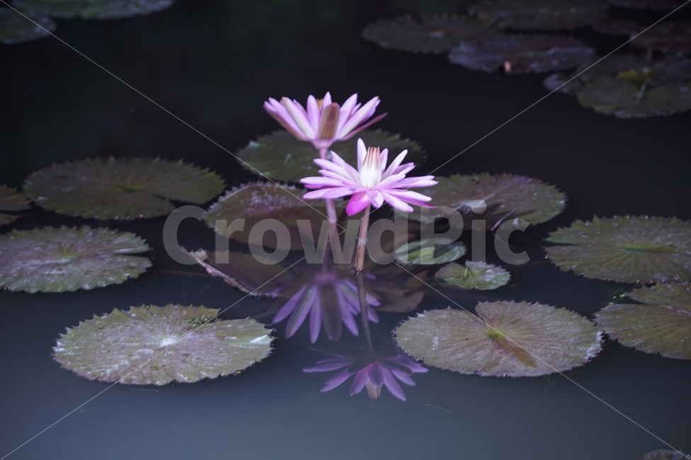 공주,궁남지,연꽃,반영,reflection,야경,꽃,flower,식물,자연,plants,nature,꽃,flower