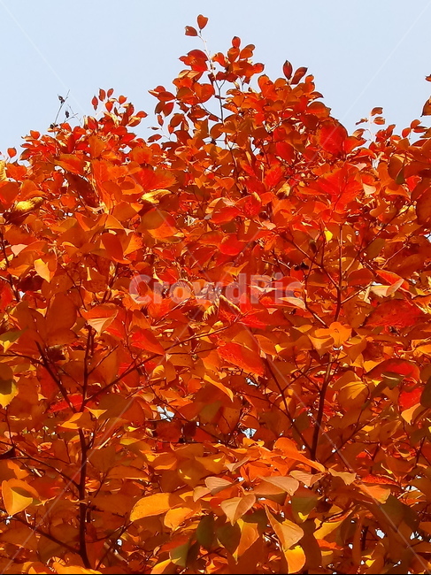 가을,단풍,낙엽,maple,plant,식물,단풍나무,단풍잎,leaf,잎,tree,나무,계절,fallautumnseason,가을단풍,자연,풍경,경치,가을,계절,fall,autumn,season,식물,자연,plants,nature,나무,trees,wood