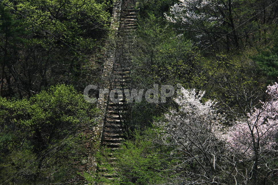 숲계단,자연,꽃,식물,숲,풍경,봄,봄숲,자연,풍경,nature,landscape
