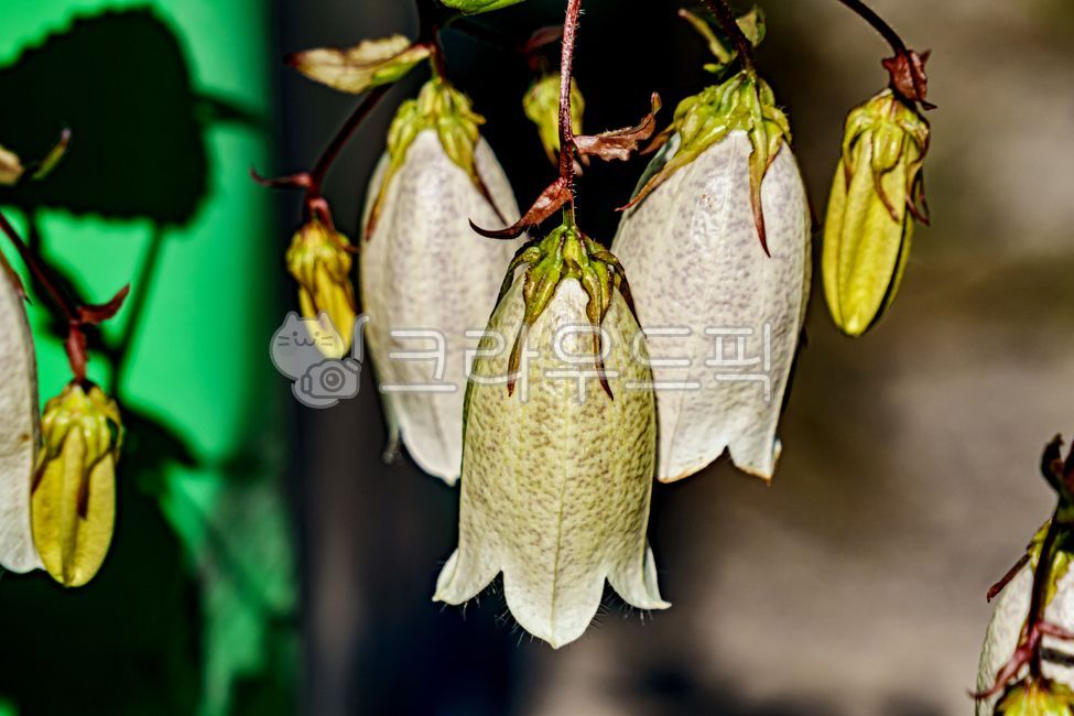 Campanula punctatalam,summer flower,flower,summerblossom,campanula punctatalam,spottedbellflower