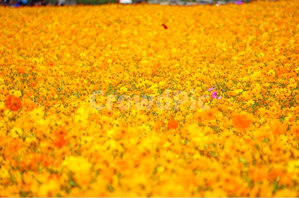 가을,가을바람,코스모스,황화코스모스,가을향기,가을,계절,fall,autumn,season,자연,풍경,nature,landscape,식물,plants,꽃,flower,blossom,petal,꽃잎,plant