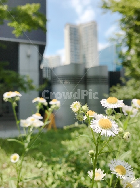 들꽃,노란색,하얀색,자연,풍경,식물,자연,plants,nature,꽃,flower