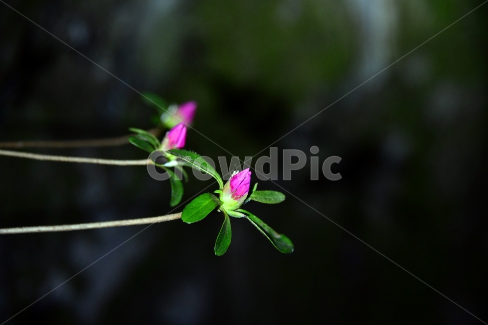 식물,geranium,plant,blossom,flower,제라늄,꽃,연산홍,야간,조명