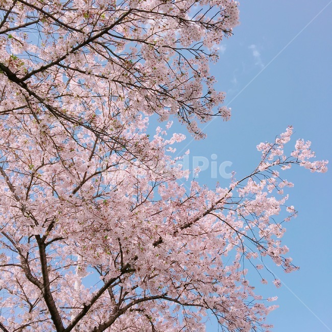 꽃,flower,벚꽃,cherryblossom,하늘,봄,spring