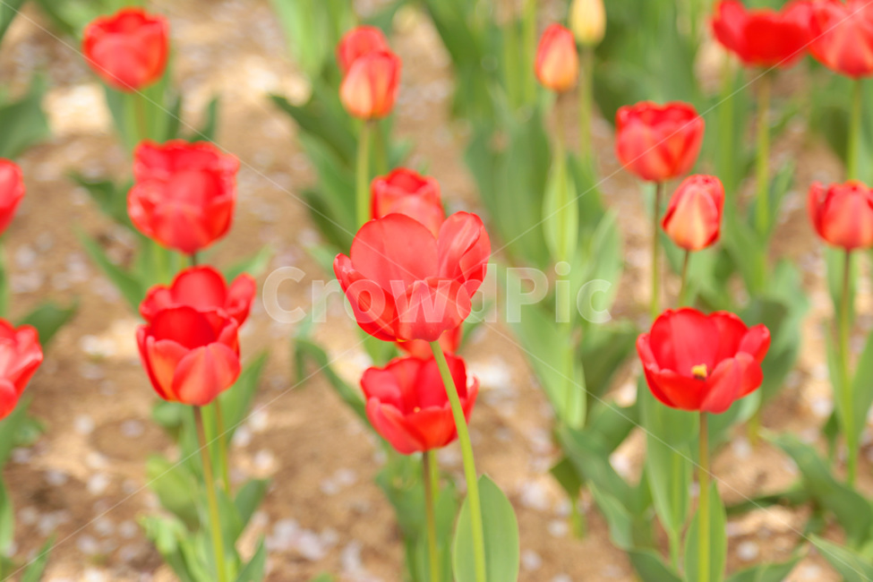튤립,꽃밭,봄,tulip,꽃,flower,식물,plant,빨강,빨간튤립,red