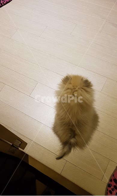 강아지,포메라니안,귀여움,경호,개