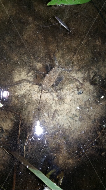 장구애비,수서곤충,곤충,논생물,논생태,동물,animal,곤충,벌레,insect,bug