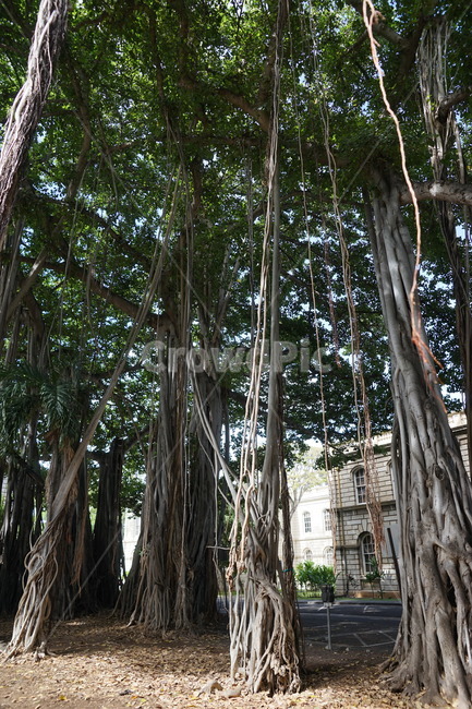 식물,나무,plant,treetrunk,나무줄기,식물,자연,plants,nature,나무,trees,wood