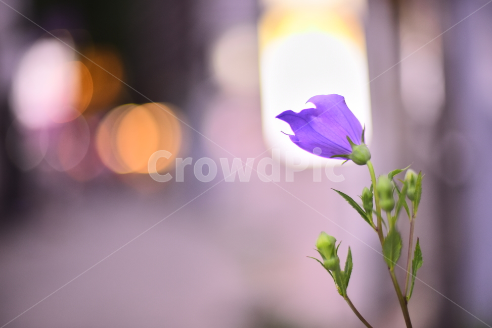 야간,도라지꽃,보케,빛망울,화초,조명,불빛,골목길,한송이,보라색꽃,퍼플,purple,flowers,nightview,bokeh,감성,느낌,필,분위기,배경,바탕,백그라운드,feeling,sensible,emotional