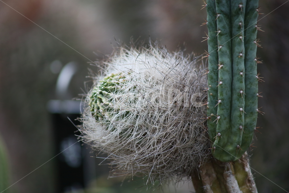 기둥선인장,접목선인장,선인장,식물,cactus,식물,자연,plants,nature